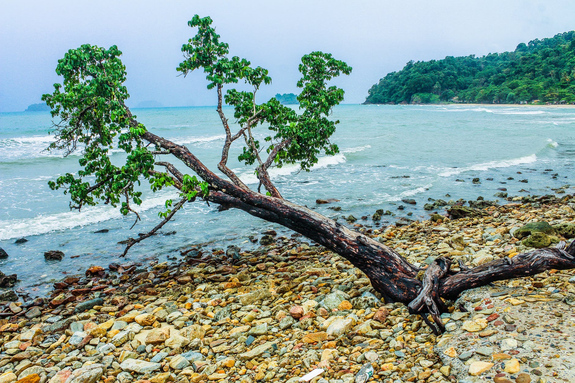 green tree beside seashore near green mountain